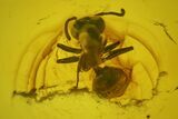 Fossil Beetle, Ant and Spider in Baltic Amber #207505-3